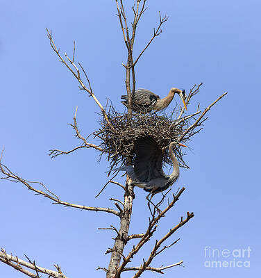 Wall Art featuring the photograph Birds Eye View by Mary Lou Chmura