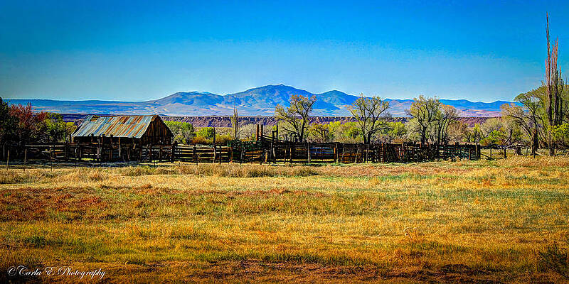 Wall Art featuring the photograph Bishop Ranching by Carla E