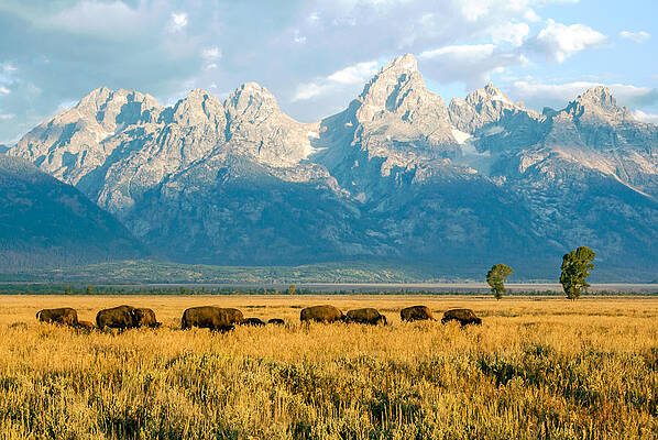 Country Wall Art featuring the photograph Bison Herd by Nicholas Blackwell