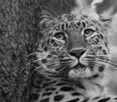 Leopard Resting Against Tree Trunk Photograph