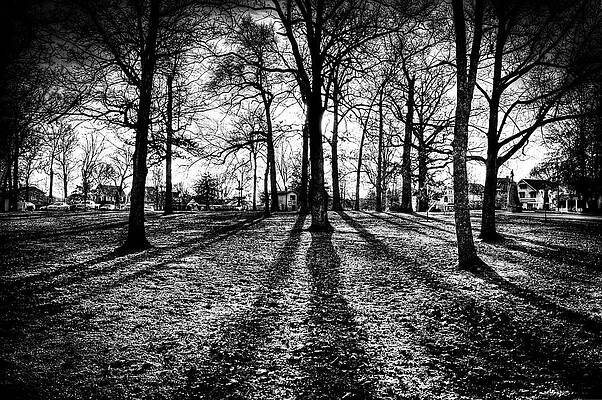 Tree Wall Art featuring the photograph Black And White Trees by Jonny D