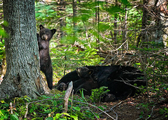 Wall Art featuring the photograph Black Bear Cubs Stand Watch While Momma Bear Sleeps. by Jeff Sinon