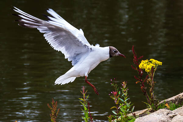 Wild Photograph - Black Head Gull - Preparing For Landing by Scott Lyons