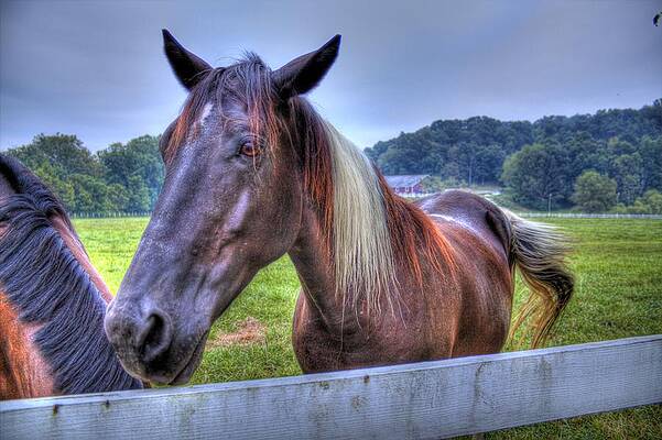 Green Wall Art featuring the photograph Black Horse At A Fence by Jonny D