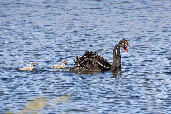 Wildlife Photograph - Black Swans, Molonglo River, Canberra, Australia by Steven Ralser