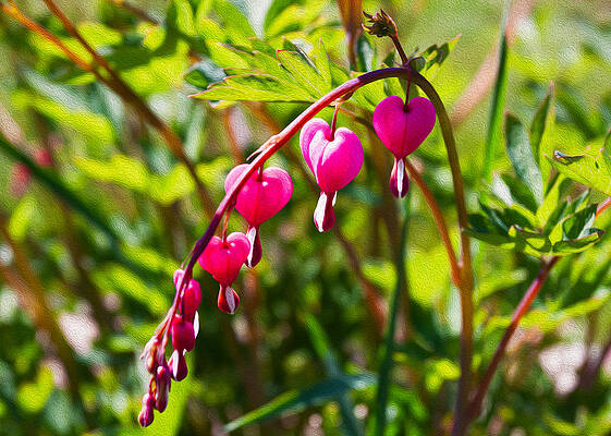 Summer Painting - Bleeding Heart by Omaste Witkowski