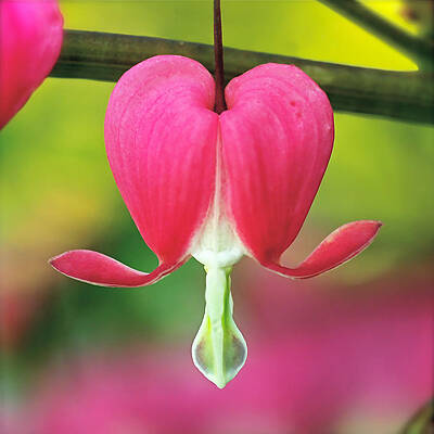 Wall Art featuring the photograph Bleeding Heart by Rona Black