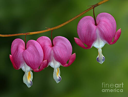 Flower Photograph - Bleeding Hearts by Susan Candelario