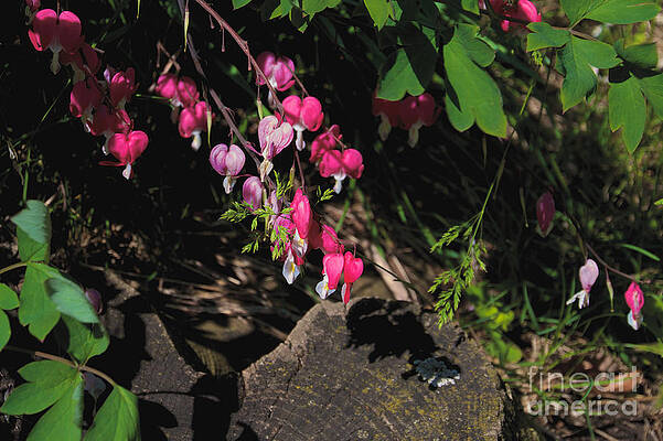 Spring Wall Art featuring the photograph Bleeding Hearts by William Norton