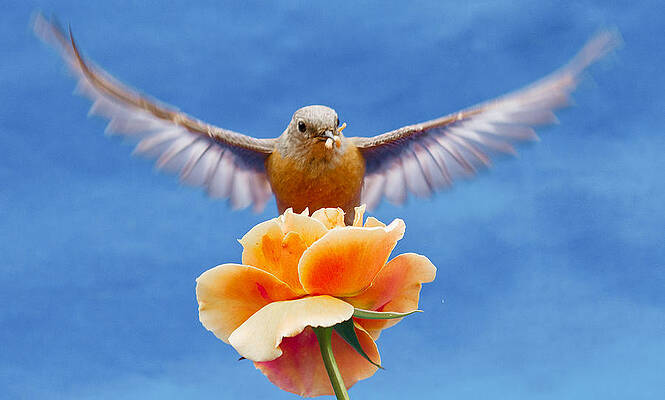 Bird Wall Art featuring the photograph Bless  You by Jean Noren