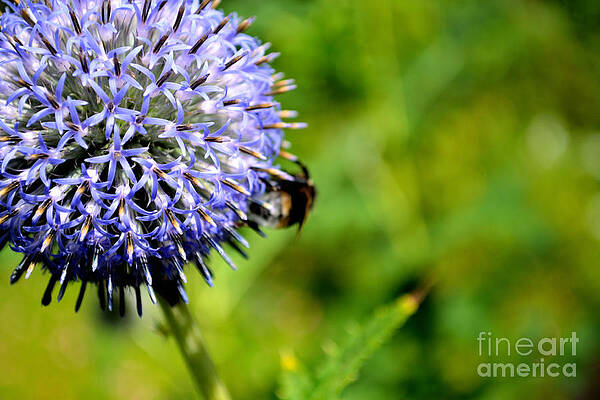 Photograph - Blue Ball Flower by Scott Lyons