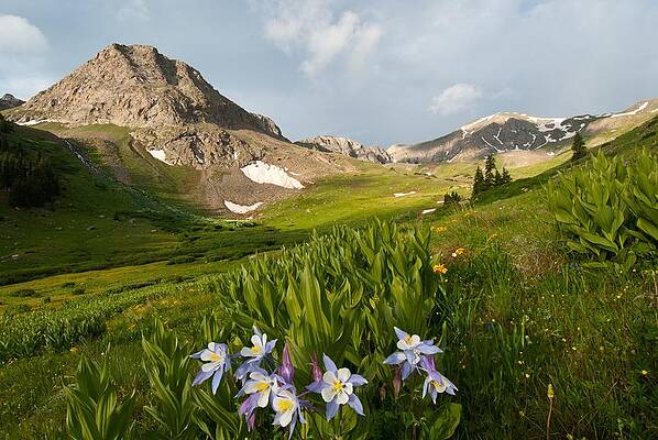 Colorado Photograph - Handie's Peak And Blue Columbine On A Summer Morning by Cascade Colors