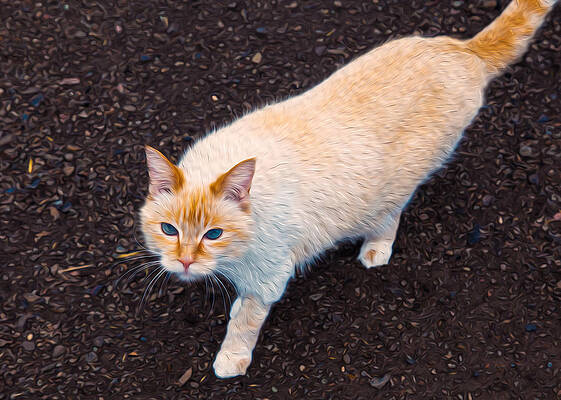 Wall Art featuring the painting Blue Eyed Intensity by Omaste Witkowski
