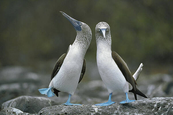 Blue Footed Booby Dancing by Tui De Roy