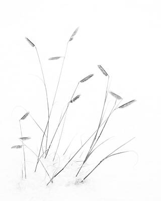 Mary Lee Photograph - Blue Grama Grass In Snow by Mary Lee Dereske