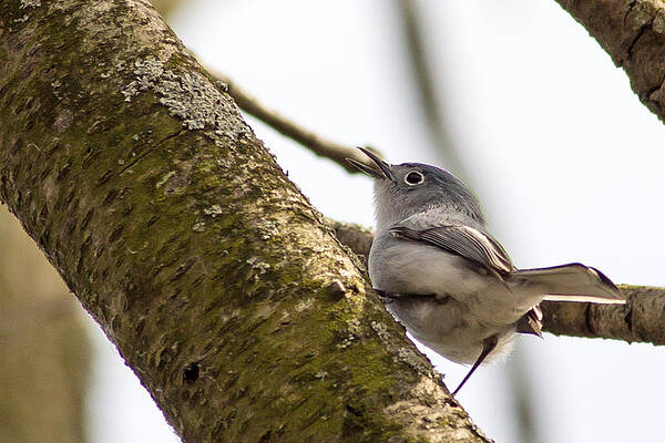 Marsh Photograph - Blue Gray Gnatcatcher by Natural Focal Point Photography
