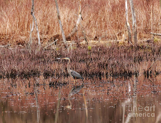 Wild Photograph - Blue Heron In The Golden Hour by Mary Lou Chmura