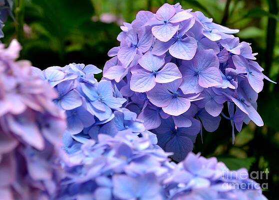 Photograph - Blue Hydrangea by Scott Lyons