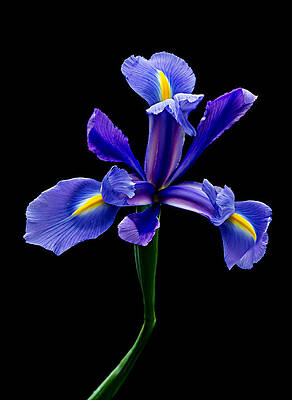 Flower Photograph - Blue Iris Beauty by Mary Jo Allen