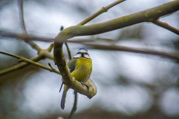 Blue tit by Andrew Lalchan