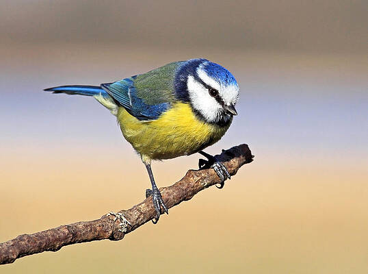 Bird Wall Art featuring the photograph Blue Tit by Grant Glendinning