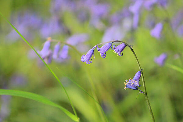 Nature Photograph - Bluebell by Mark Callanan