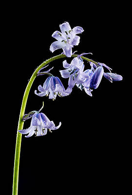 Summer Photograph - Bluebells With Drops by Mary Jo Allen