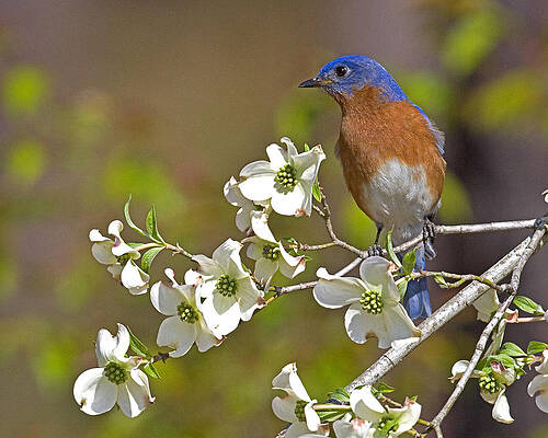 Photograph - Bluebird And Dogwood by Jim E Johnson