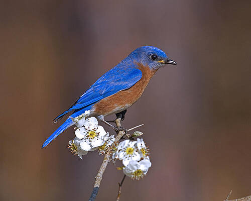 Photograph - Bluebird And Mayhaw by Jim E Johnson