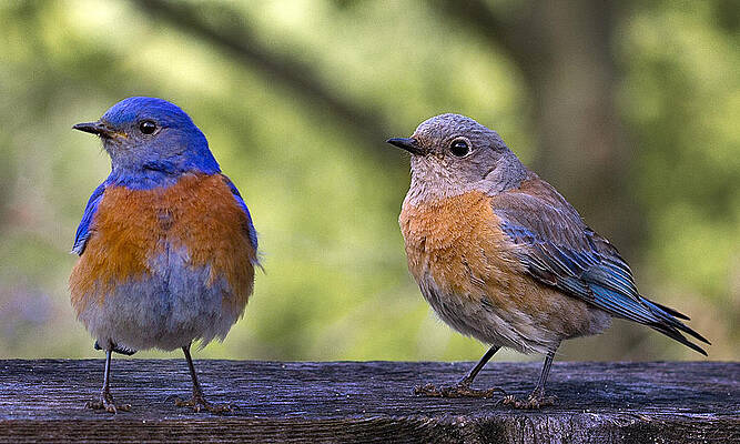 Wall Art featuring the photograph Bluebird Couple by Jean Noren