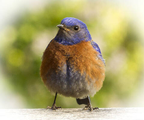Wall Art featuring the photograph Bluebird Fatty by Jean Noren