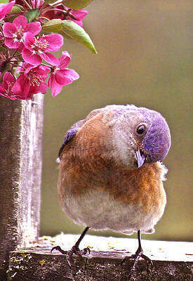 Bluebird on a Wooden Fence Wall Art