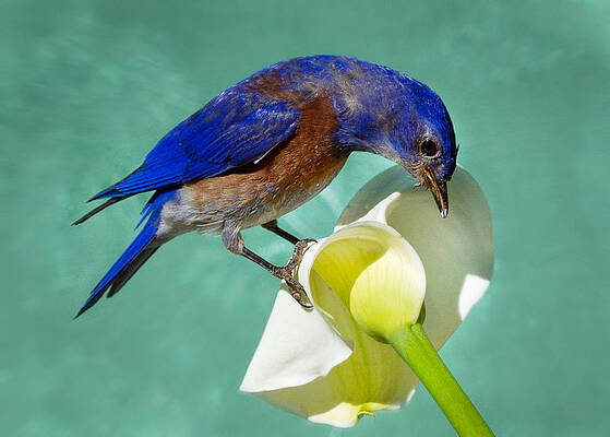 Wall Art featuring the photograph Bluebird On Calla Lily by Jean Noren