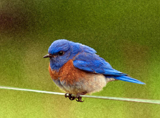 Bird Wall Art featuring the photograph BlueBird  Painting by Jean Noren