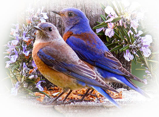 Bluebirds Among Blossoms Wall Art