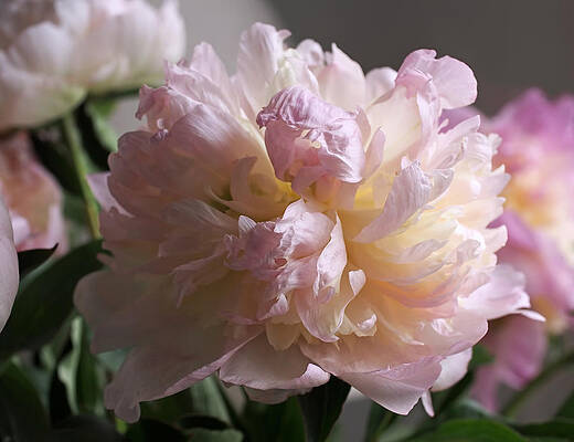 Beautiful Photograph - Blushing Peony by Rona Black