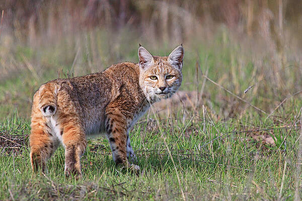 Country Wall Art featuring the photograph Bobcat Glance by Beth Sargent