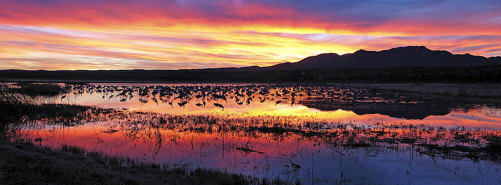 Reflection Photograph - Bosque Del Apache by Steven Ralser