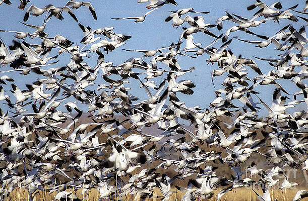 Wildlife Photograph - Bosque Snow Geese by Steven Ralser