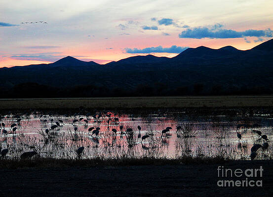 Reflection Photograph - Bosque by Steven Ralser