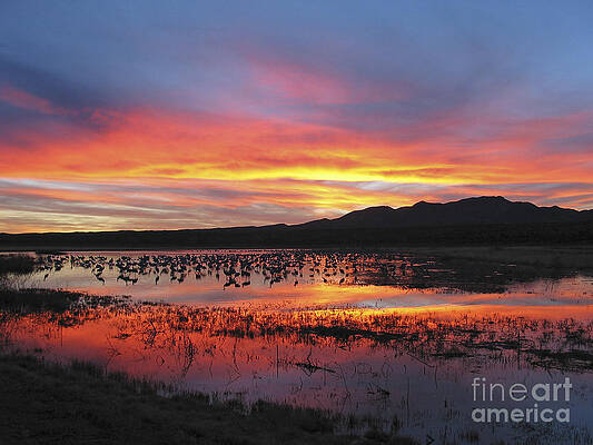 Wildlife Photograph - Bosque Sunset I by Steven Ralser