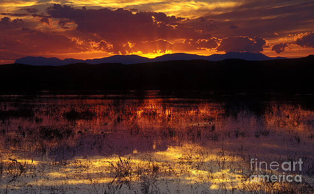 Reflection Photograph - Bosque Sunset - Orange by Steven Ralser