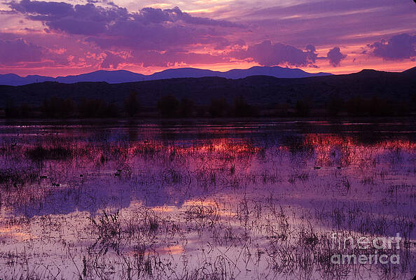 Reflection Photograph - Bosque Sunset - Purple by Steven Ralser