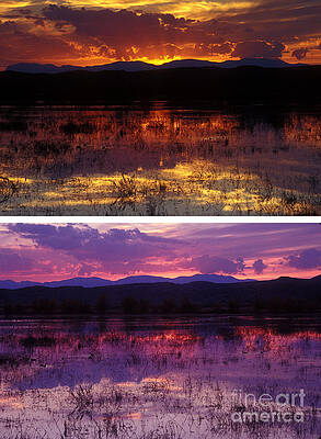 Reflection Photograph - Bosque Sunsets by Steven Ralser