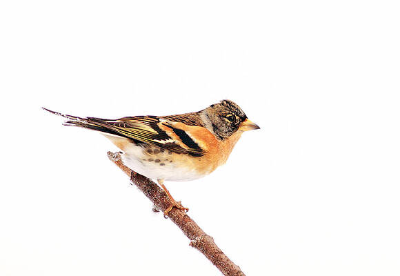 Bird Wall Art featuring the photograph Brambling by Grant Glendinning