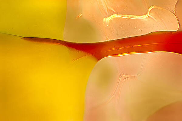 Photograph - Branches Of Light by Omaste Witkowski