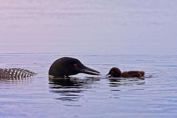 Reflection Wall Art featuring the photograph Breakfast With Daddy by Jeff Sinon