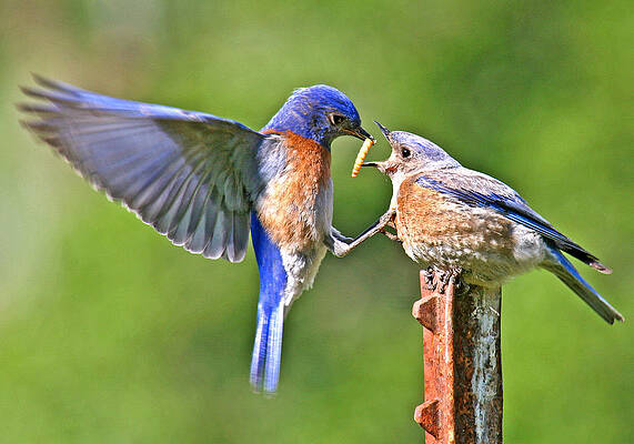 Wall Art featuring the photograph Breast Feeding. by Jean Noren
