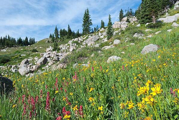 Colorado Photograph - Bright Colors Of A Colorado Summer by Cascade Colors
