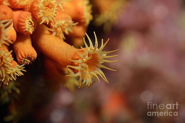 Color Image Wall Art featuring the photograph Brightly Colored Yellow Encrusting Anemone by Sami Sarkis Photography